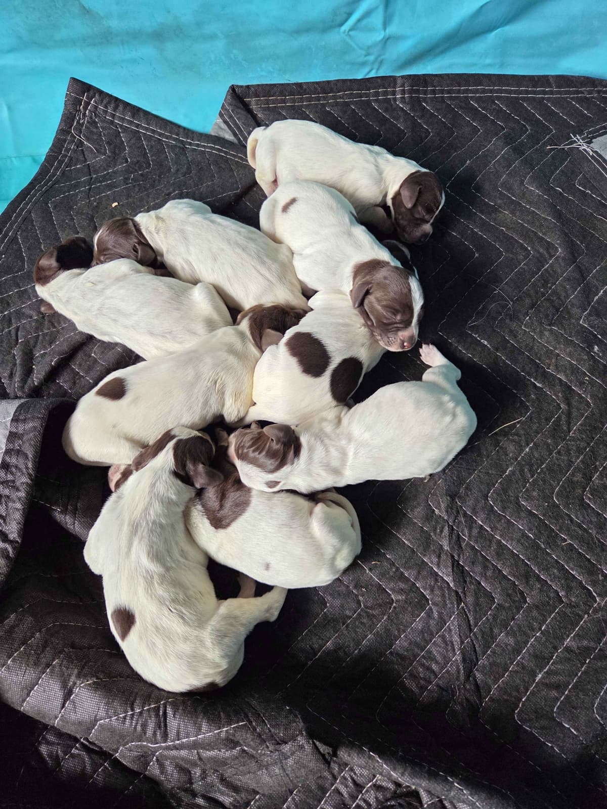 Wirehaired Pointing Griffon Puppies breeder image 2