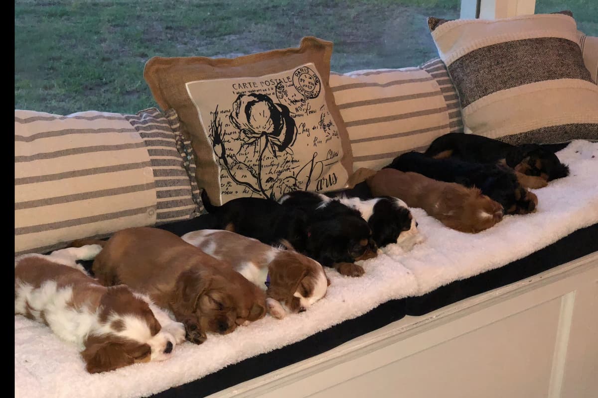 Cavalier King Charles Spaniel Puppies breeder image 1