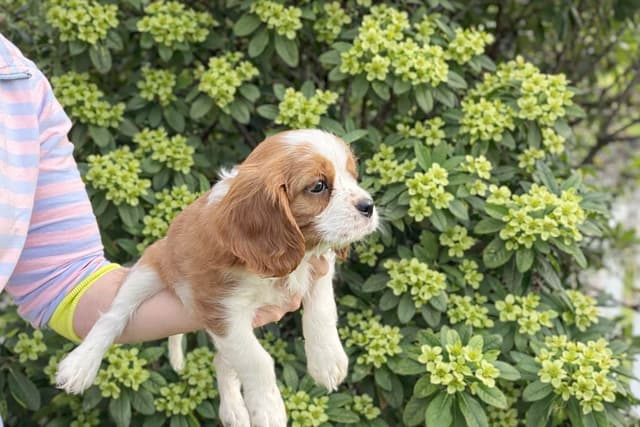 Cavalier King Charles Spaniel Puppies media 3