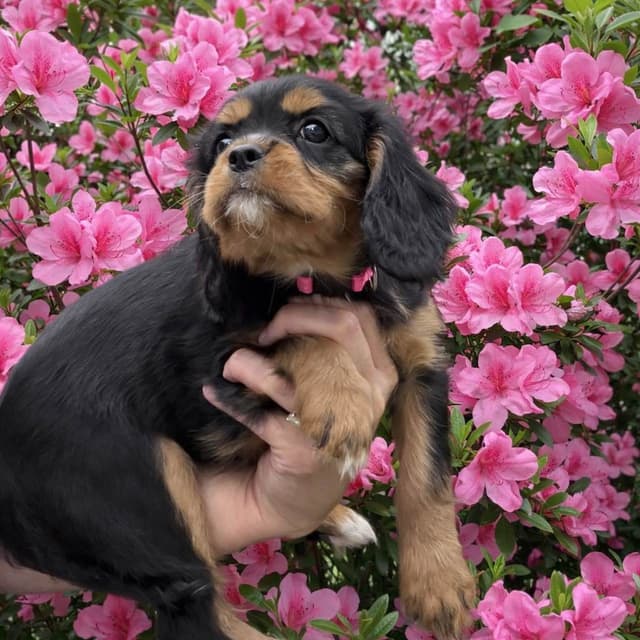 Cavalier King Charles Spaniel Puppies media 2