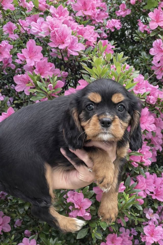 Cavalier King Charles Spaniel Puppies media 4