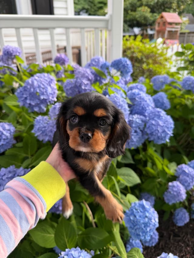 Cavalier King Charles Spaniel Puppies media 5