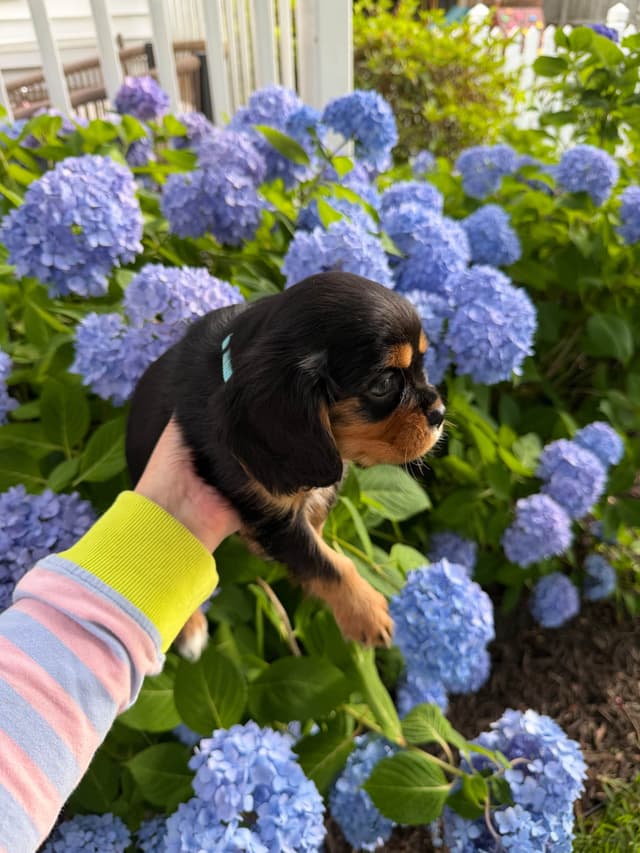 Cavalier King Charles Spaniel Puppies media 7