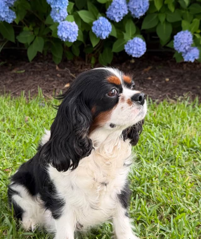 Cavalier King Charles Spaniel Puppies media 6