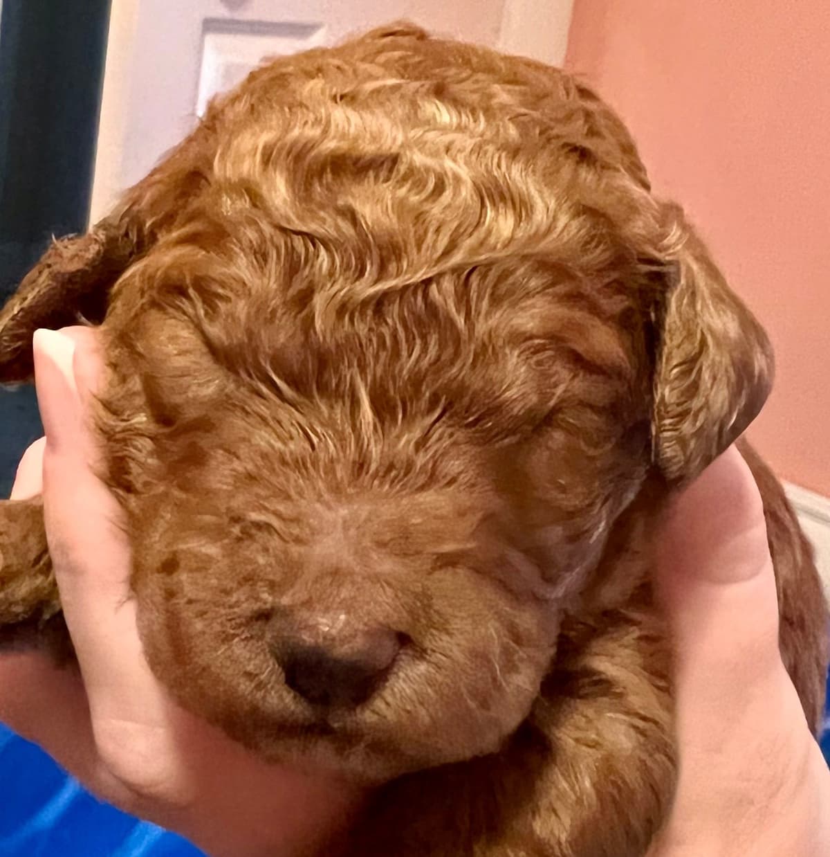Standard Poodle Puppies breeder image 1