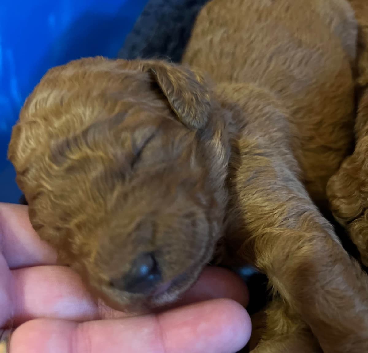 Standard Poodle Puppies breeder image 2