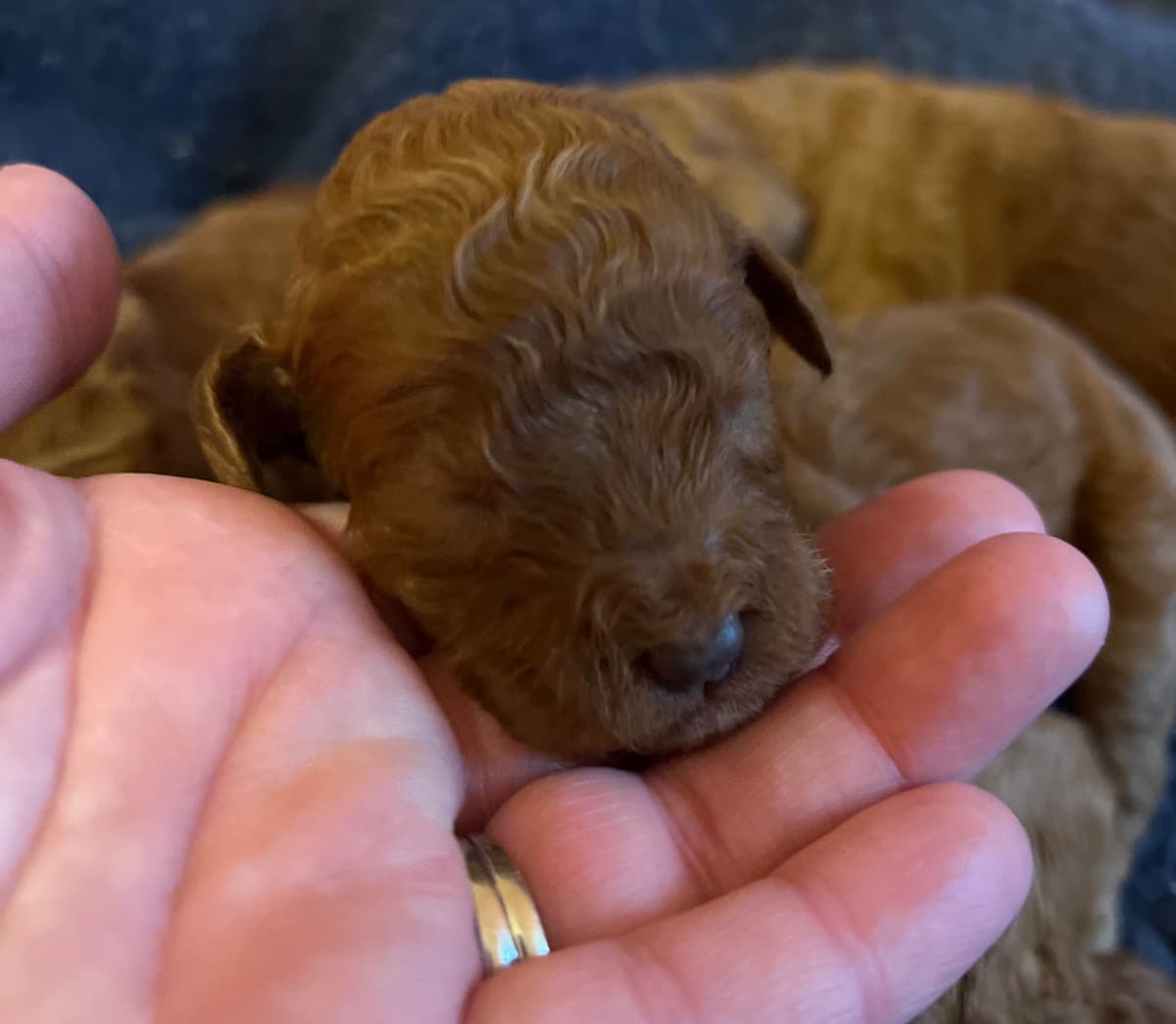Standard Poodle Puppies breeder image 3