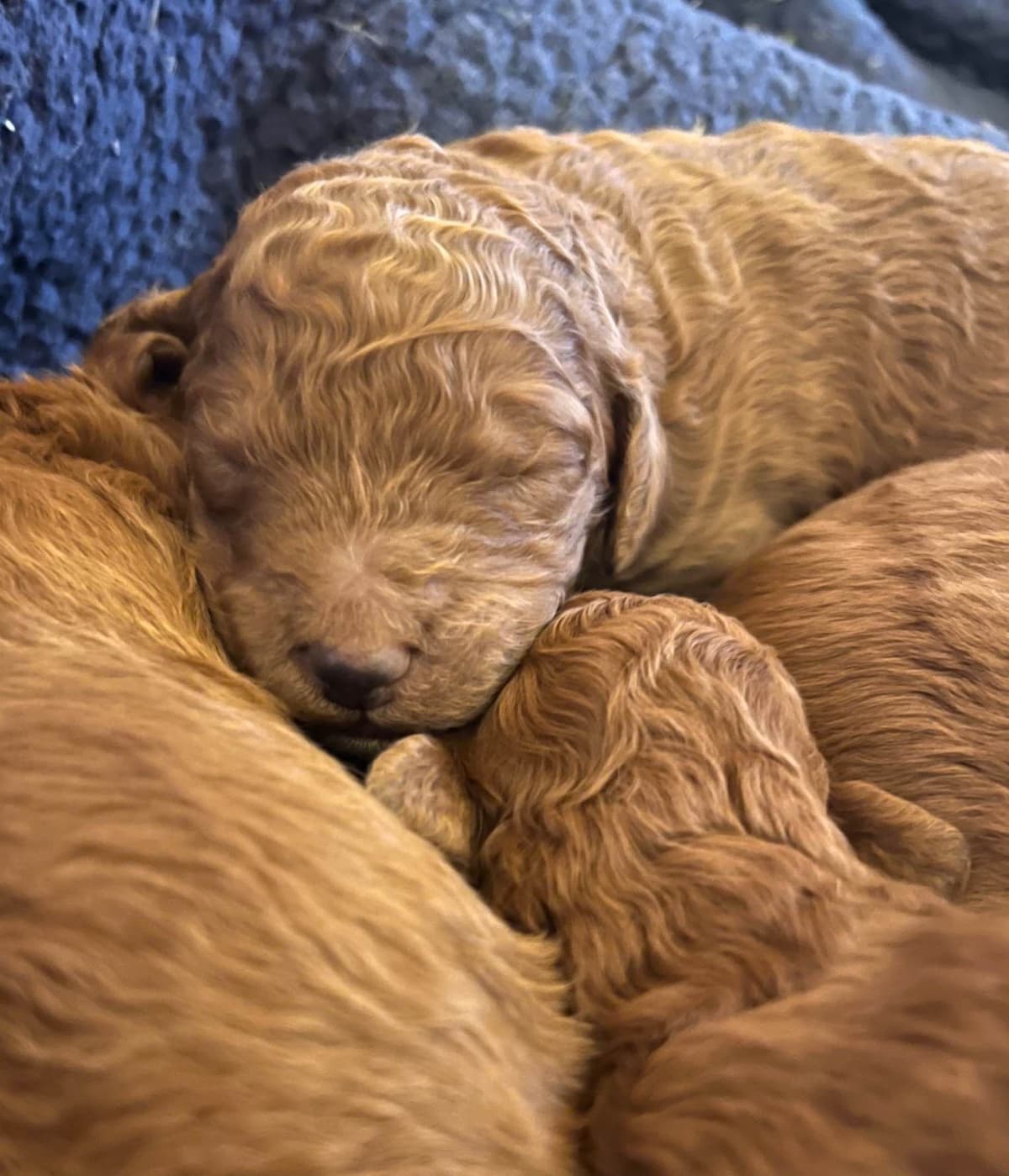 Standard Poodle Puppies breeder image 4