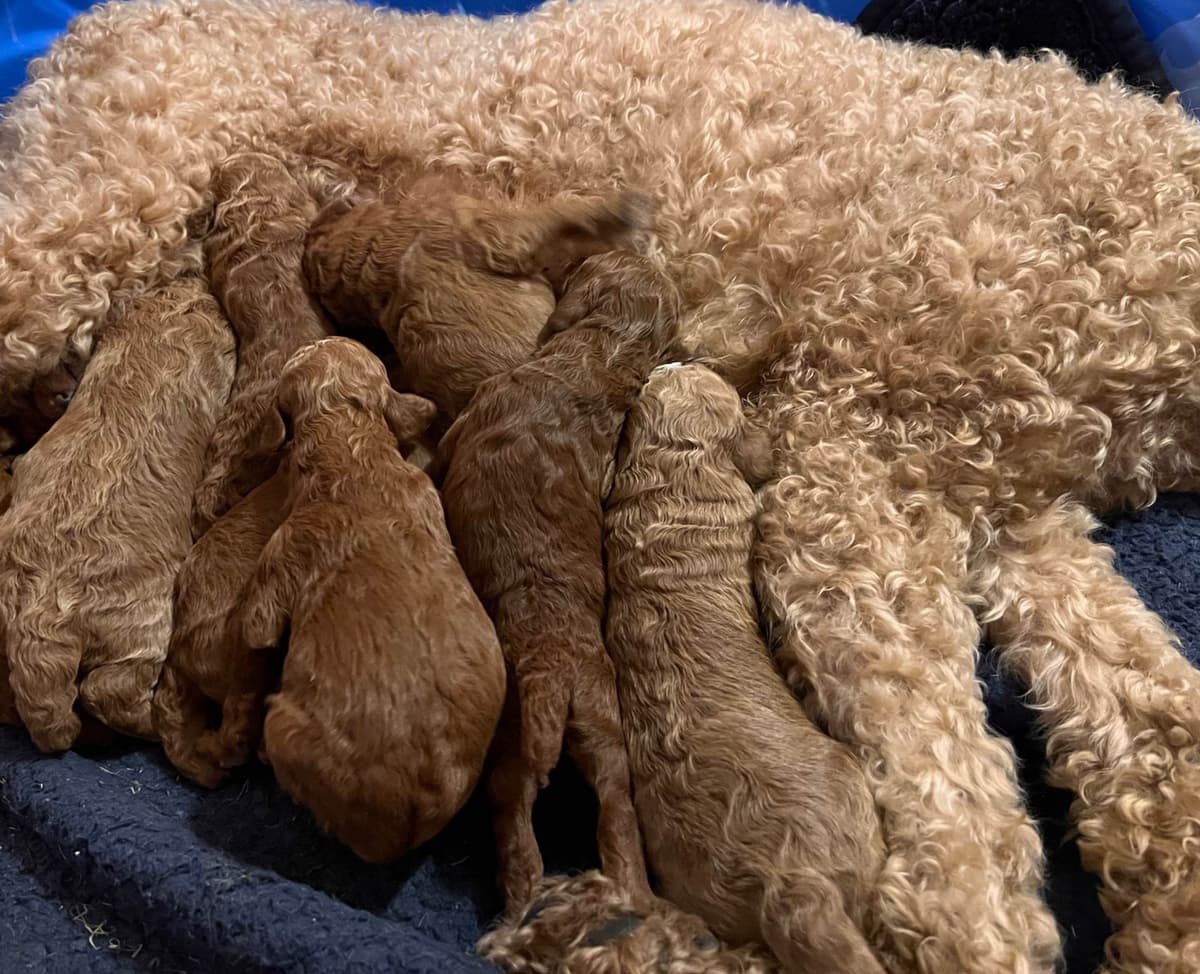 Standard Poodle Puppies breeder image 5