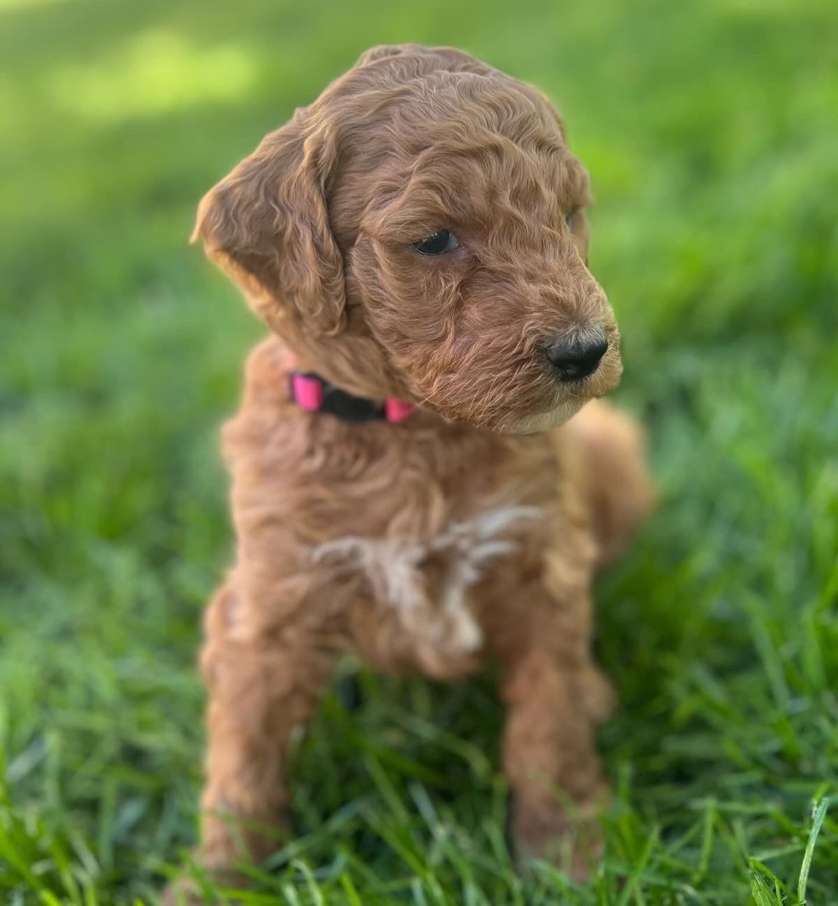 Standard Poodle Puppies breeder image 6