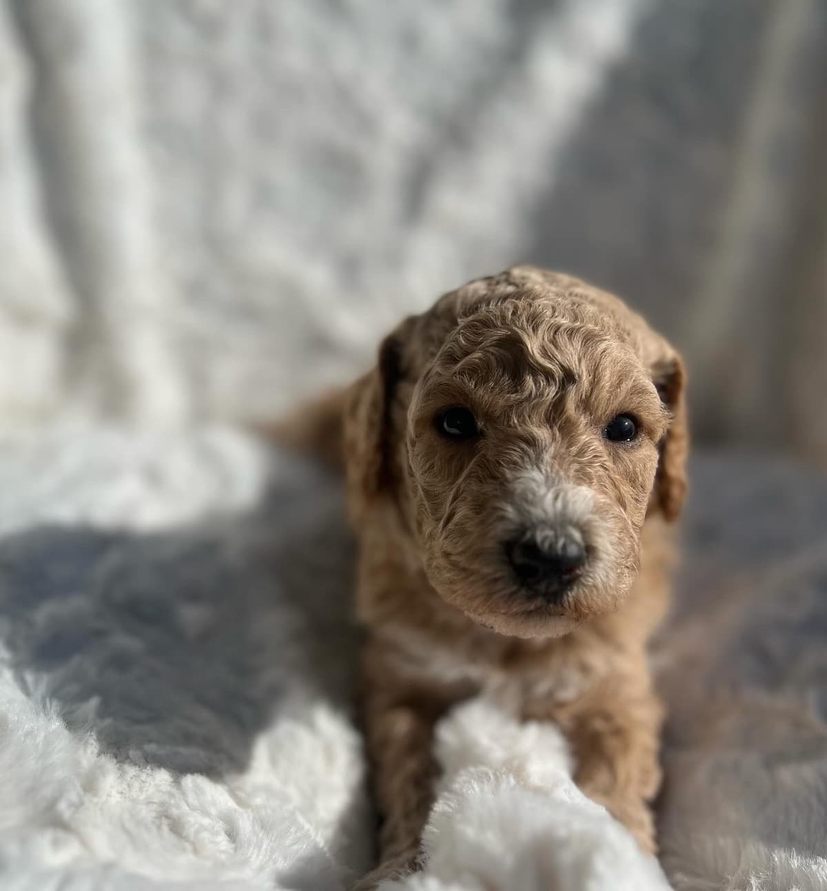 Standard Poodle Puppies breeder image 8