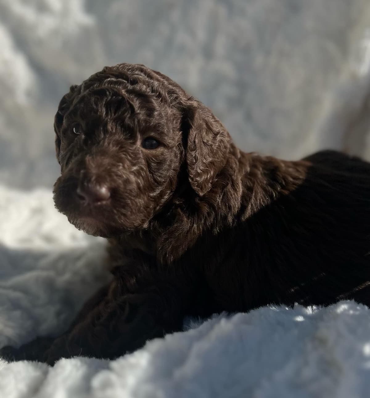 Standard Poodle Puppies breeder image 9