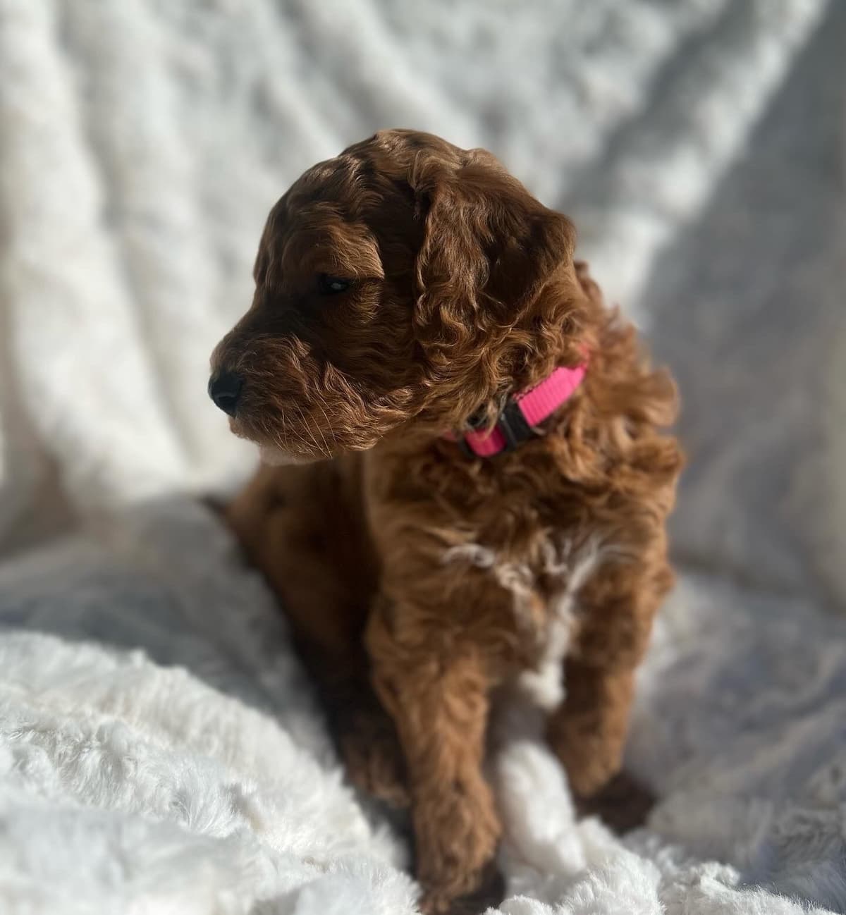 Standard Poodle Puppies breeder image 10