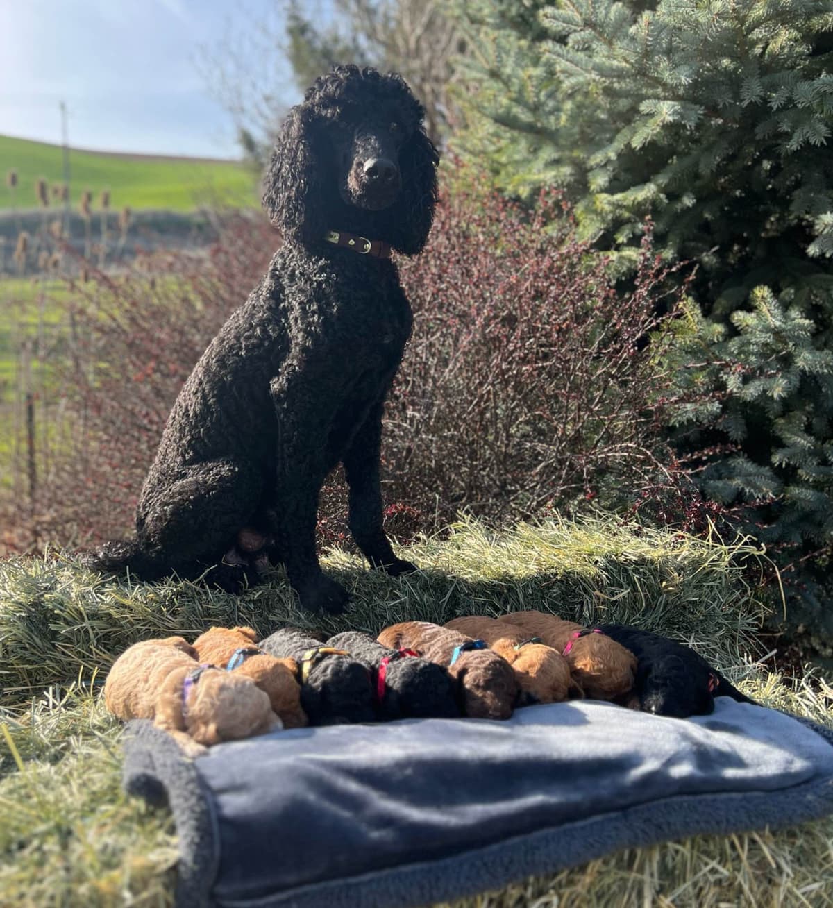 Standard Poodle Puppies breeder image 11