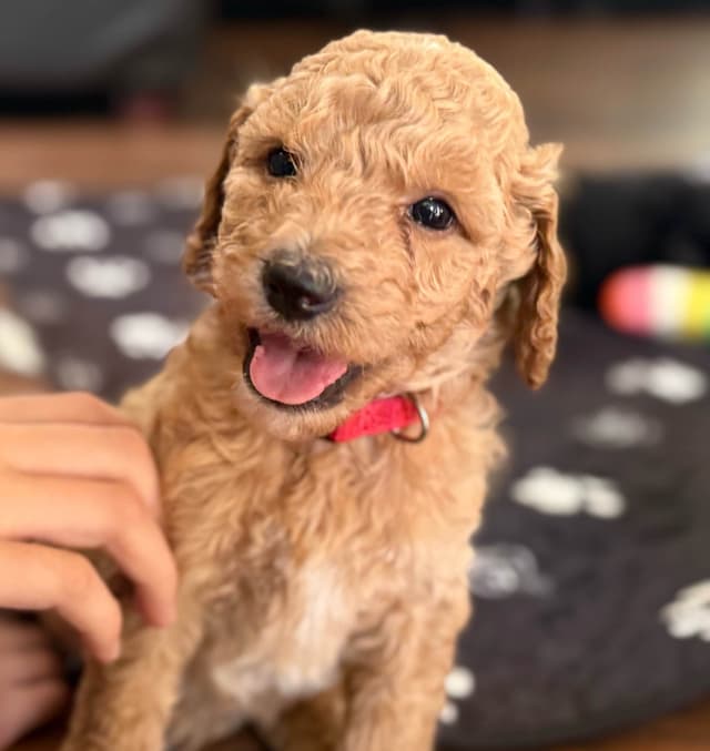 Standard Poodle Puppies media 4