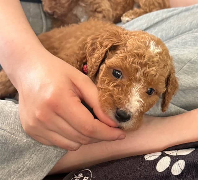 Standard Poodle Puppies media 2