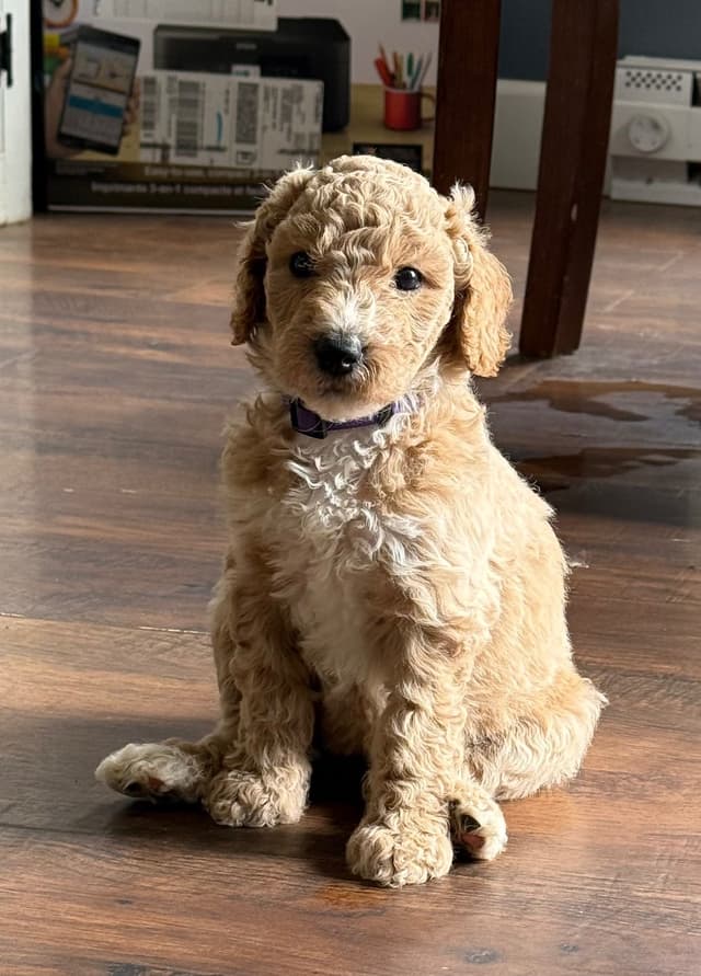 Standard Poodle Puppies media 5
