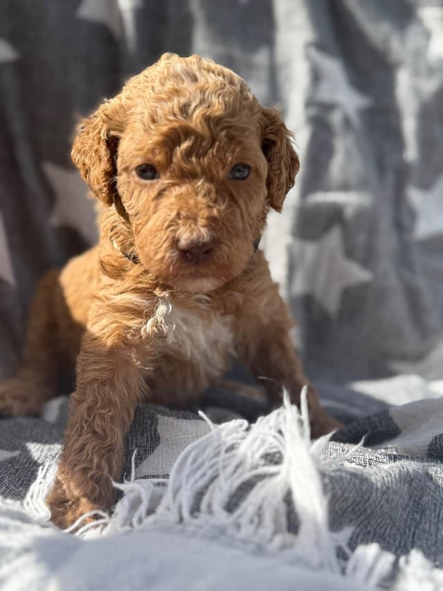 Standard Poodle Puppies media 6