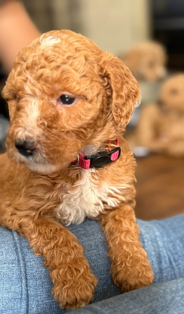 Standard Poodle Puppies media 7