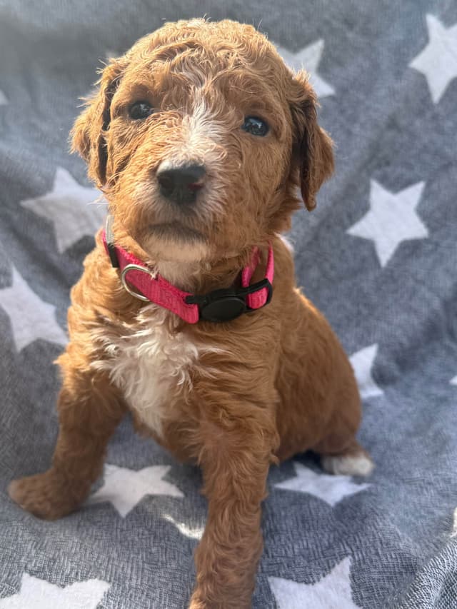Standard Poodle Puppies media 8