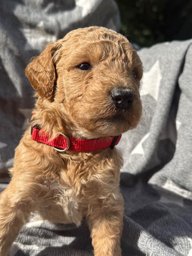Standard Poodle Puppies media 9