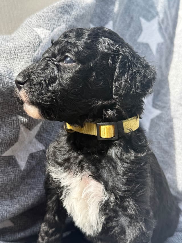Standard Poodle Puppies media 10