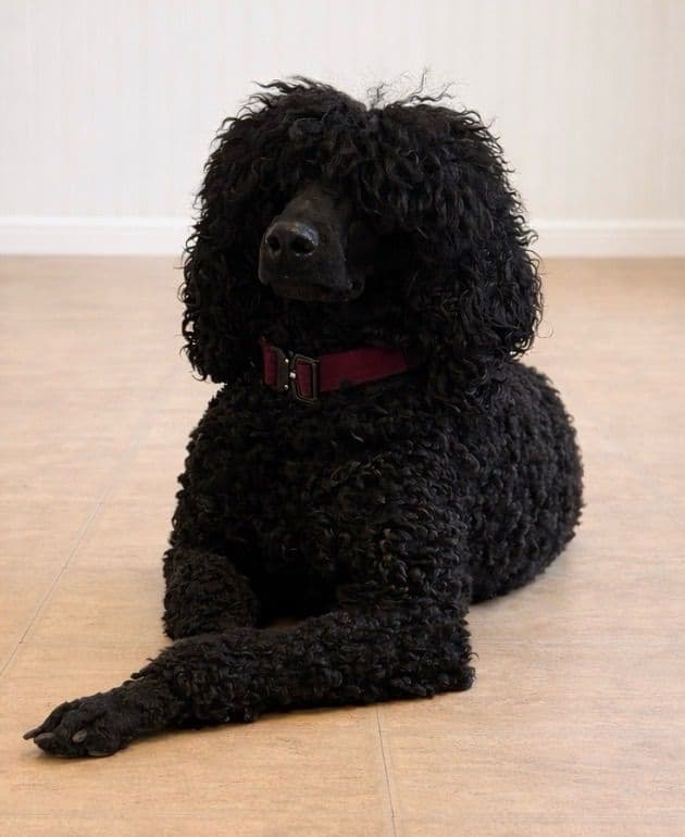 Standard Poodle Puppies media 11