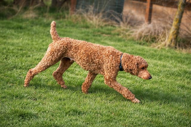 Standard Poodle Puppies media 12
