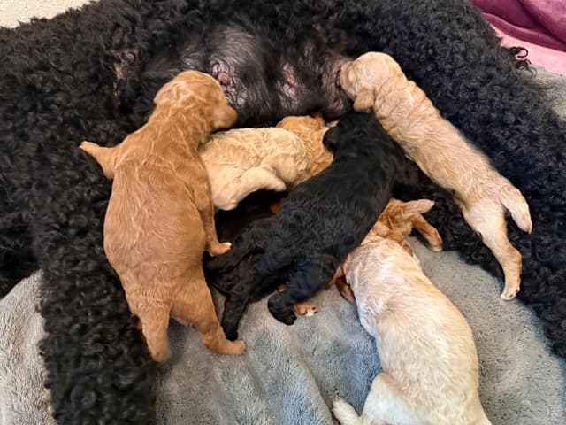 Standard Poodle Puppies media 13