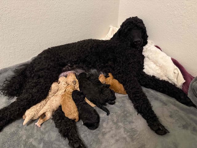 Standard Poodle Puppies media 14
