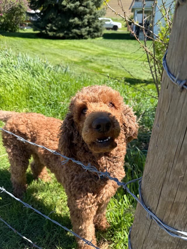 Standard Poodle Puppies media 15