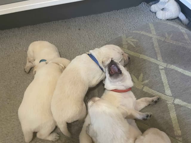 Labrador Retriever Puppies media 2