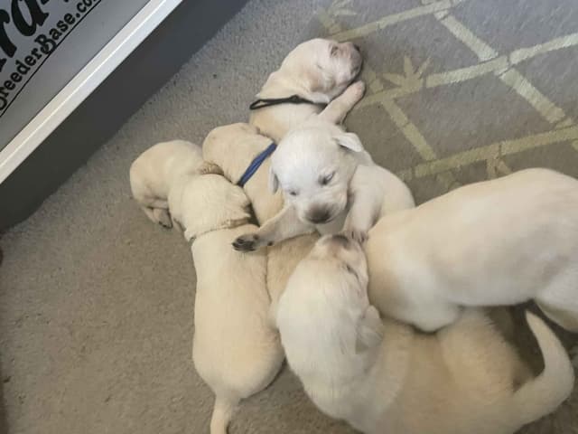 Labrador Retriever Puppies media 3