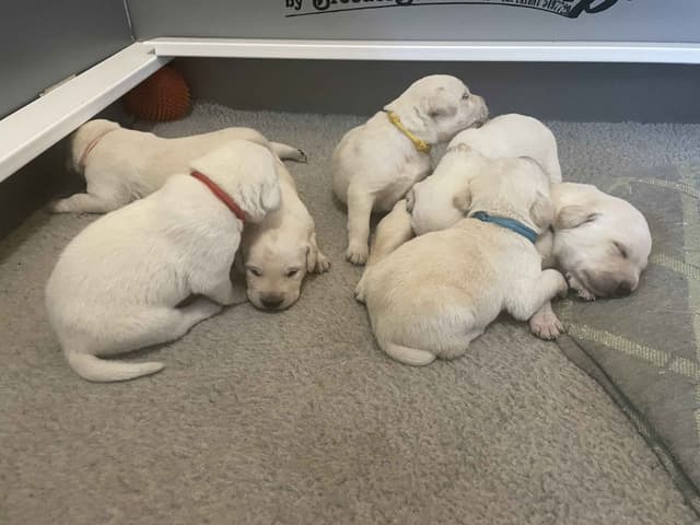 Labrador Retriever Puppies media 4