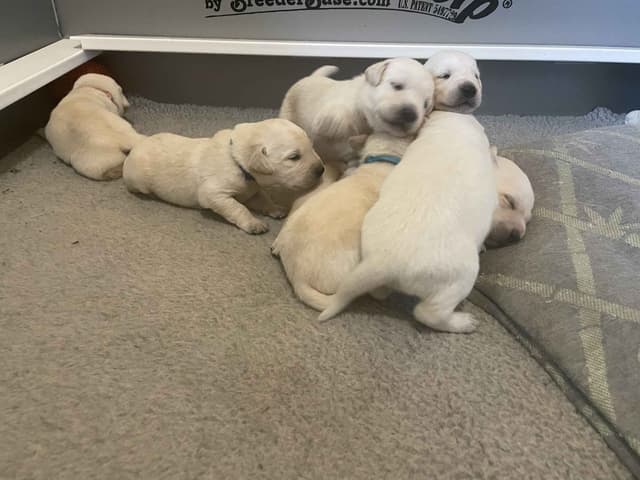 Labrador Retriever Puppies media 5