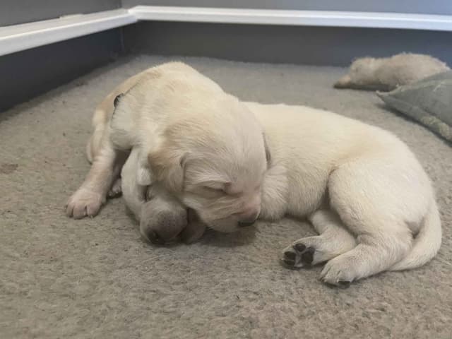 Labrador Retriever Puppies media 6