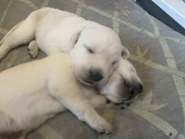 Labrador Retriever Puppies media 7