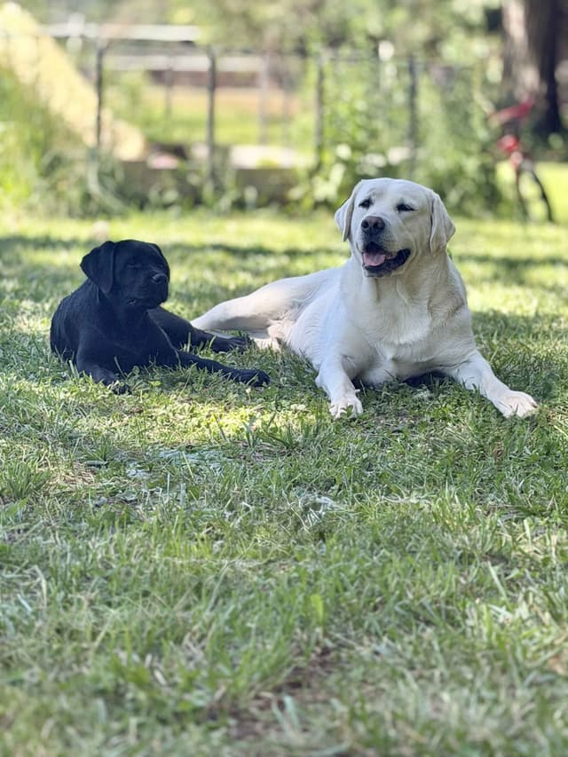 Labrador Retriever Puppies media 9