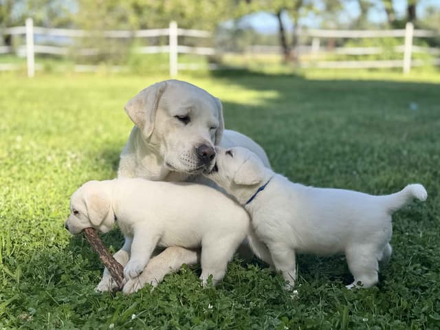 Labrador Retriever Puppies media 11