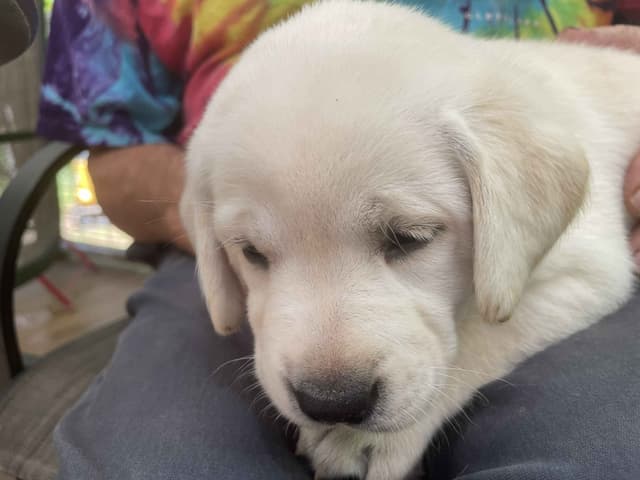 Labrador Retriever Puppies media 12