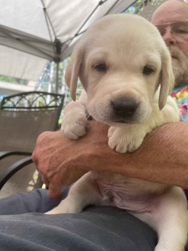 Labrador Retriever Puppies media 14