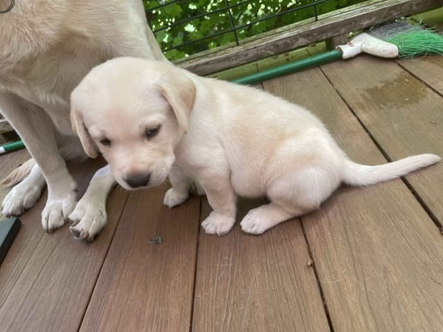 Labrador Retriever Puppies media 16
