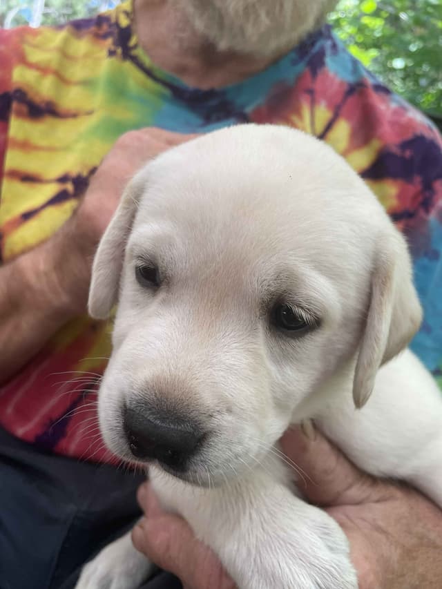 Labrador Retriever Puppies media 17