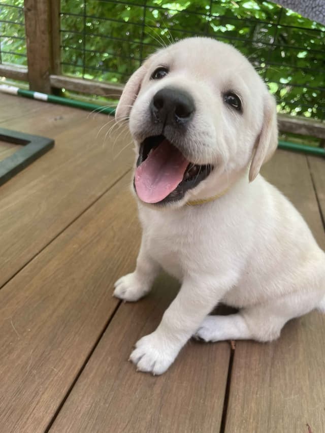 Labrador Retriever Puppies media 18