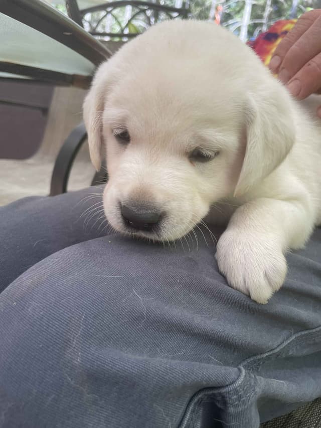Labrador Retriever Puppies media 19