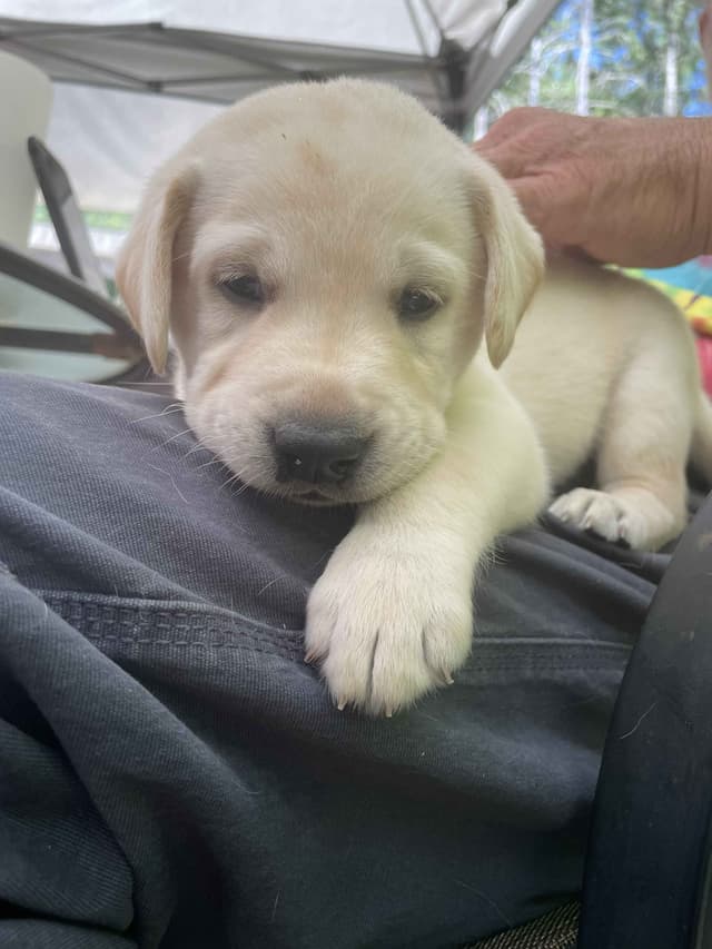 Labrador Retriever Puppies media 22