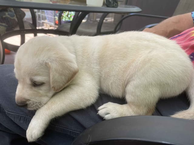 Labrador Retriever Puppies media 23