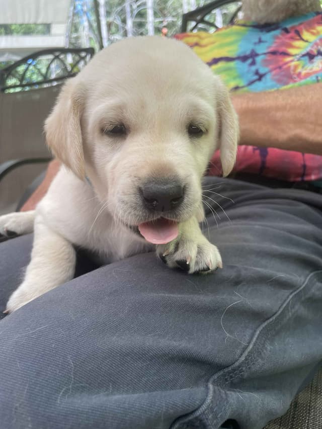 Labrador Retriever Puppies media 25