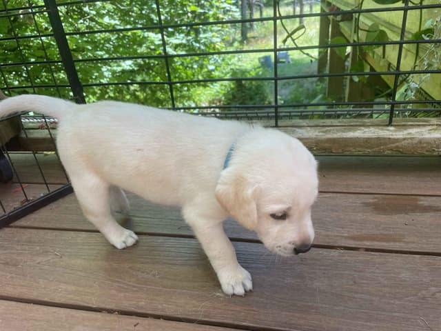 Labrador Retriever Puppies media 27
