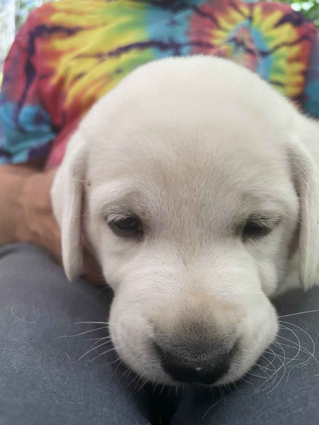 Labrador Retriever Puppies media 28